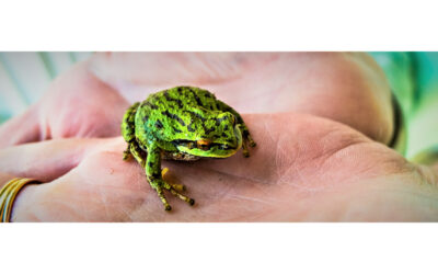 House Frog