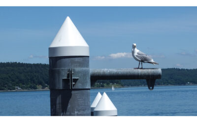Tacoma Seagull