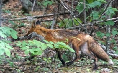 Do Foxes Poop In The Woods?