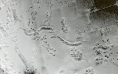 Tracks In Snow