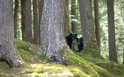 Bears Back