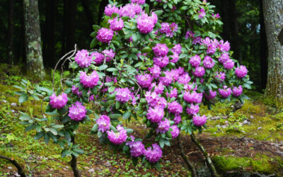 Rains Helping Flowers