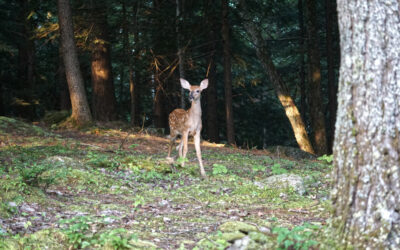 Slow Summer But Lots of Animals