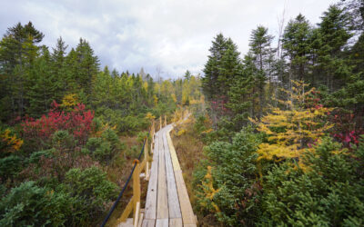 Nearby Bog (New London)