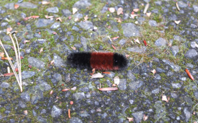 Cold Outside – ???