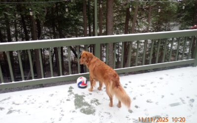 Bird Feeder – Regular Visitors